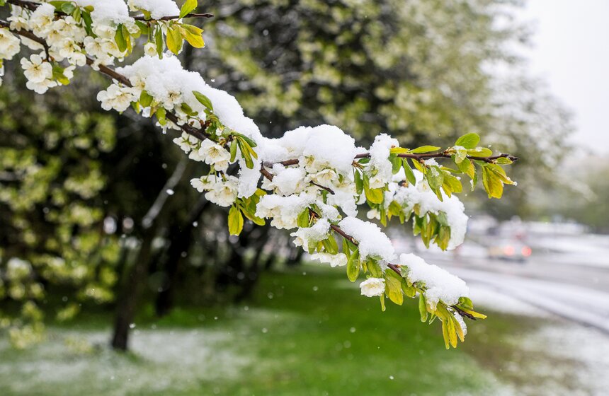 Снегопад накрыл Москву и область в ночь на 2 мая 19 фото