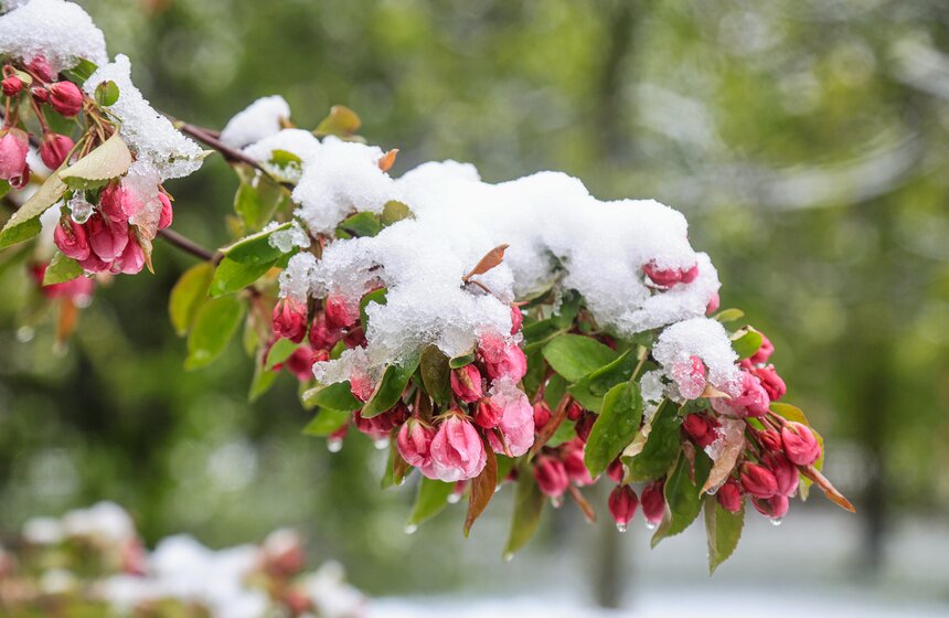 Снегопад накрыл Москву и область в ночь на 2 мая 28 фото