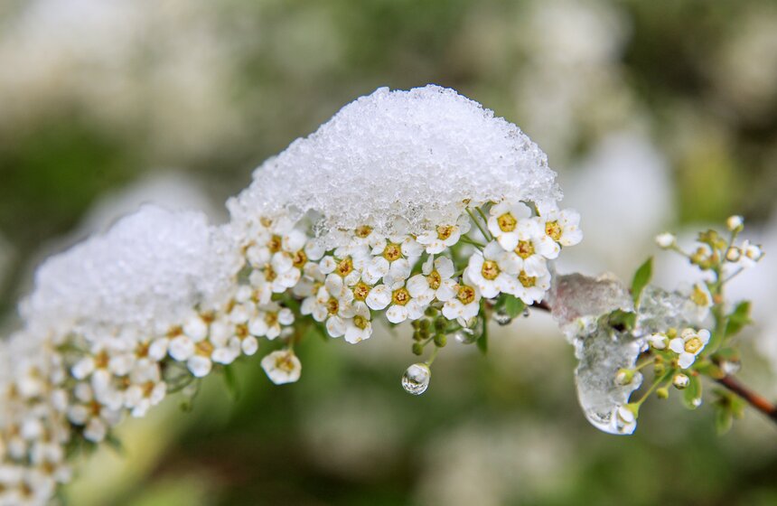 Снегопад накрыл Москву и область в ночь на 2 мая 24 фото