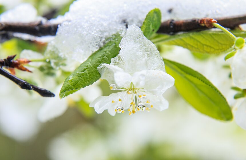 Снегопад накрыл Москву и область в ночь на 2 мая 31 фото