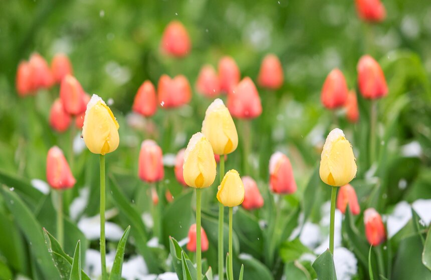 Снегопад накрыл Москву и область в ночь на 2 мая 8 фото