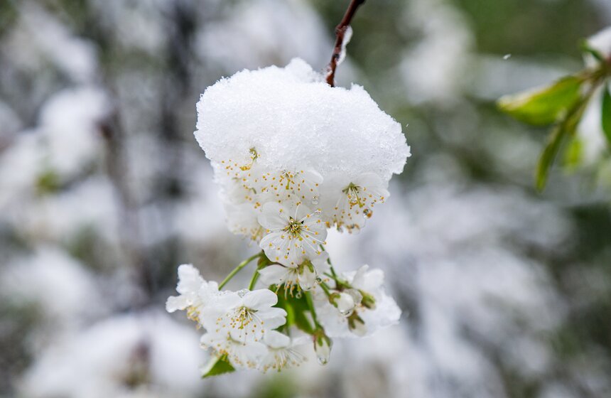 Снегопад накрыл Москву и область в ночь на 2 мая 16 фото