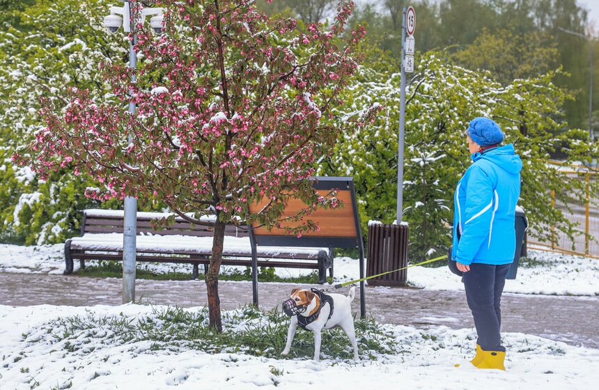 Снегопад накрыл Москву и область в ночь на 2 мая 29 фото