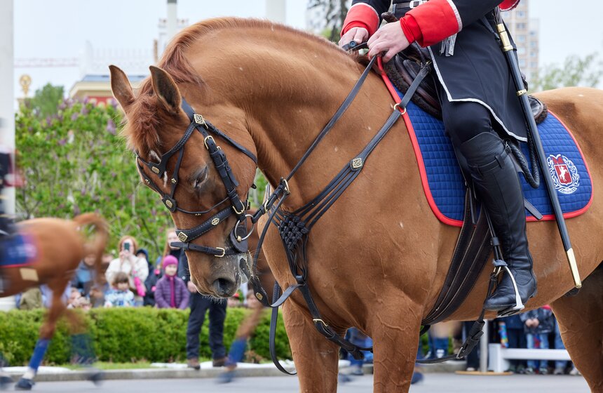 На ВДНХ стартовал сезон выступлений Кремлевской школы верховой езды 16 фото