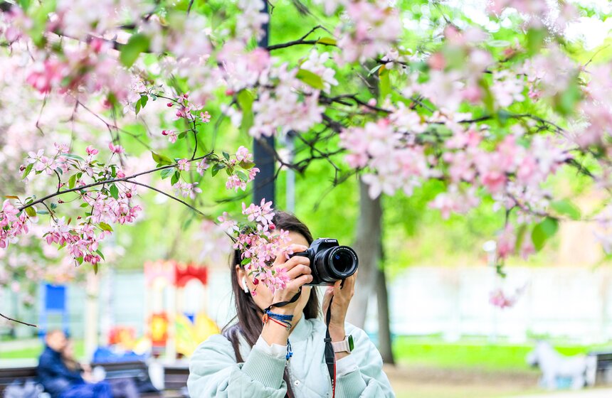 Яблони расцвели в Екатерининском парке 1 фото