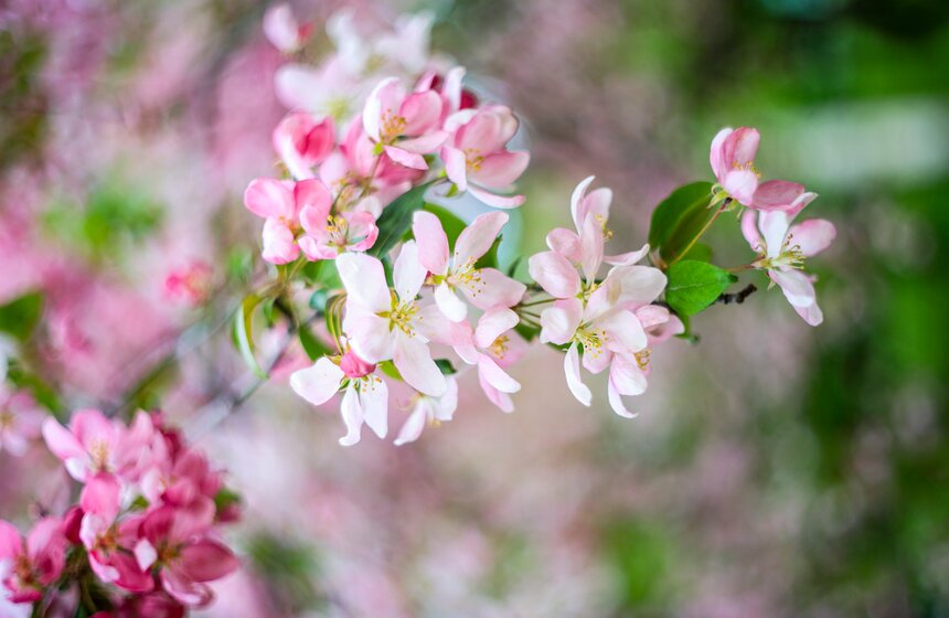 Яблони расцвели в Екатерининском парке 10 фото