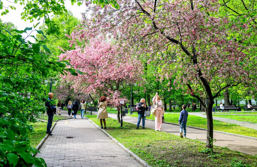 Яблони расцвели в Екатерининском парке 15 фото