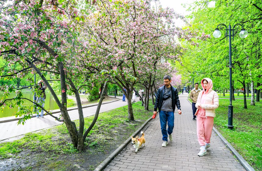 Яблони расцвели в Екатерининском парке 17 фото