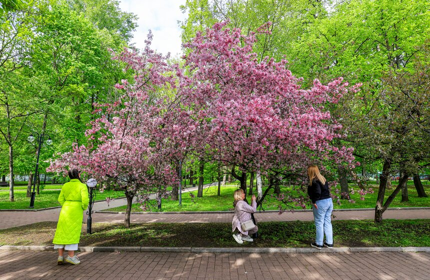 Яблони расцвели в Екатерининском парке 4 фото