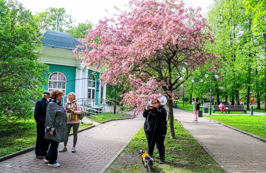 Яблони расцвели в Екатерининском парке 8 фото