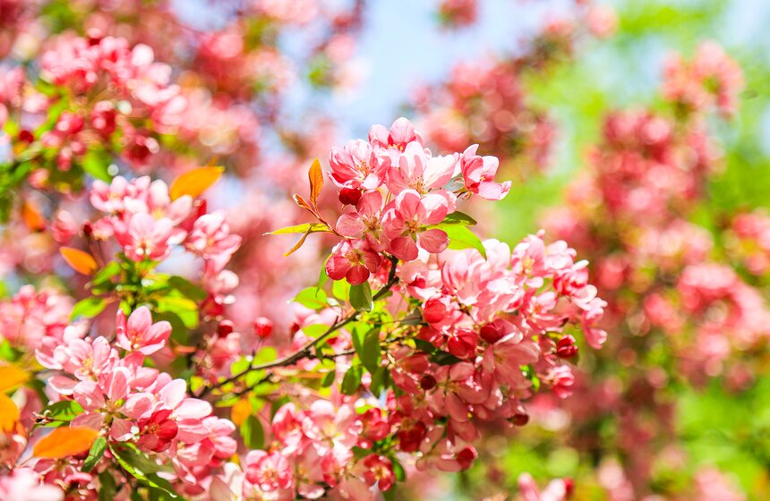 Яблони расцвели в Екатерининском парке 7 фото