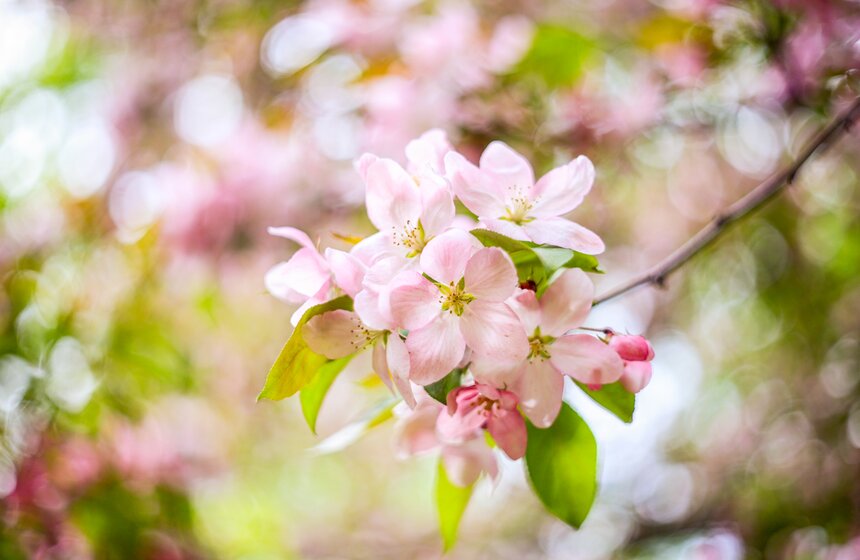 Яблони расцвели в Екатерининском парке 18 фото