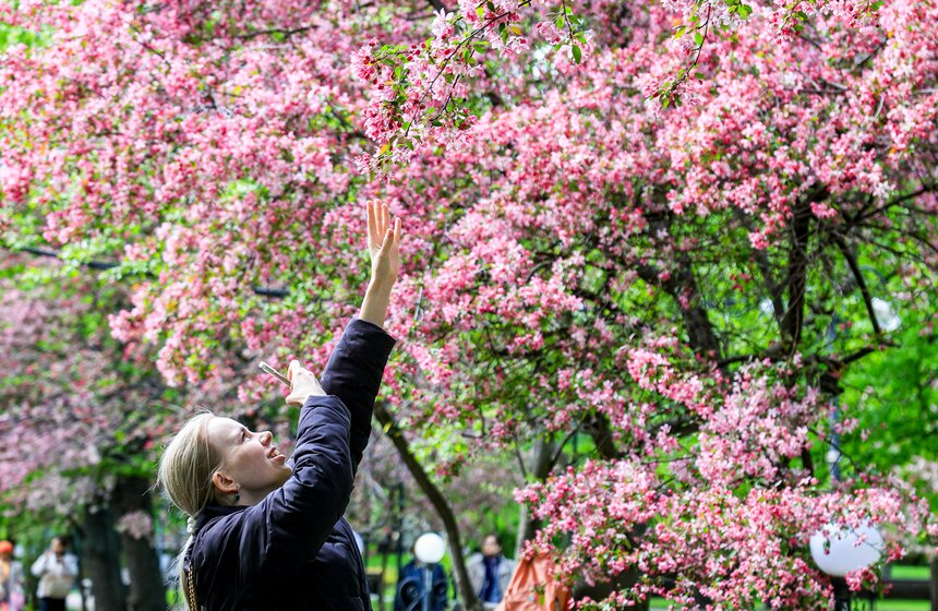Яблони расцвели в Екатерининском парке 6 фото