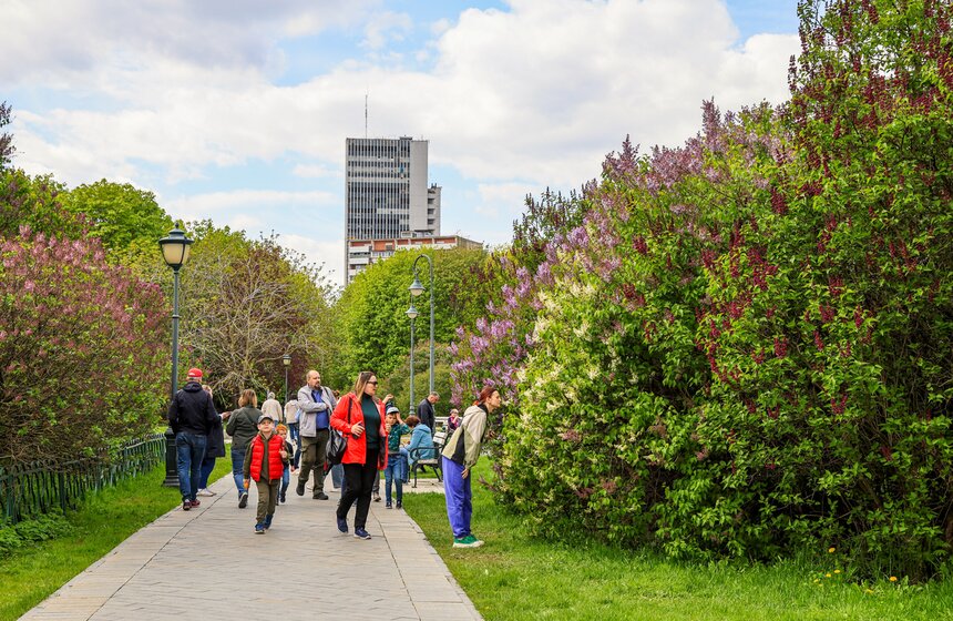 Сирень расцвела в Сиреневом саду на Щелковском шоссе 17 фото
