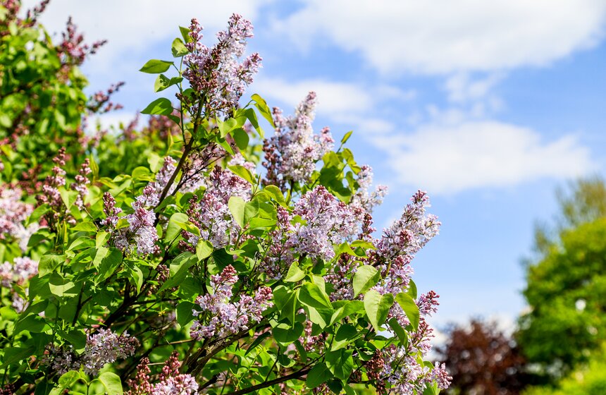 Сирень расцвела в Сиреневом саду на Щелковском шоссе 2 фото