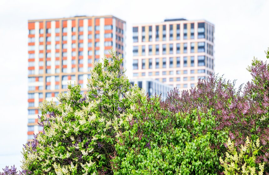 Сирень расцвела в Сиреневом саду на Щелковском шоссе 5 фото