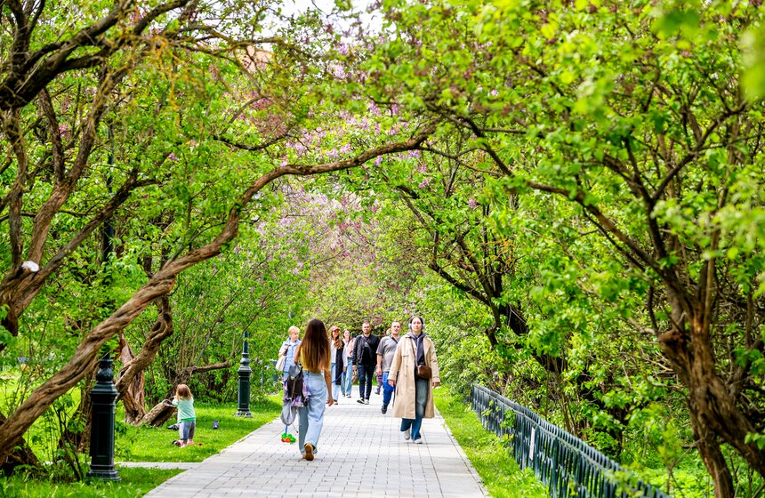 Сирень расцвела в Сиреневом саду на Щелковском шоссе 13 фото