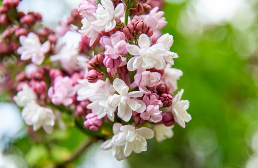 Сирень расцвела в Сиреневом саду на Щелковском шоссе 20 фото