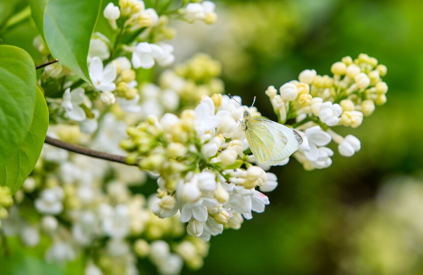 Сирень расцвела в Сиреневом саду на Щелковском шоссе 16 фото