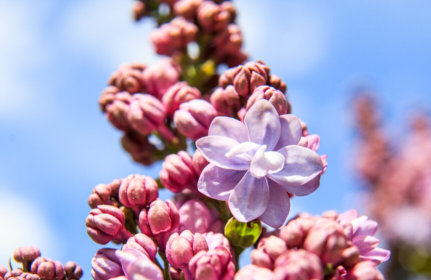 Сирень расцвела в Сиреневом саду на Щелковском шоссе 8 фото