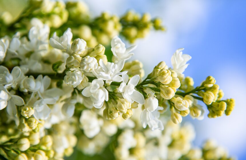 Сирень расцвела в Сиреневом саду на Щелковском шоссе 4 фото