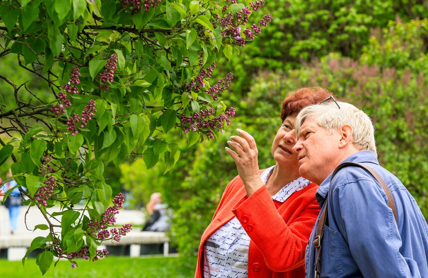 Сирень расцвела в Сиреневом саду на Щелковском шоссе 18 фото