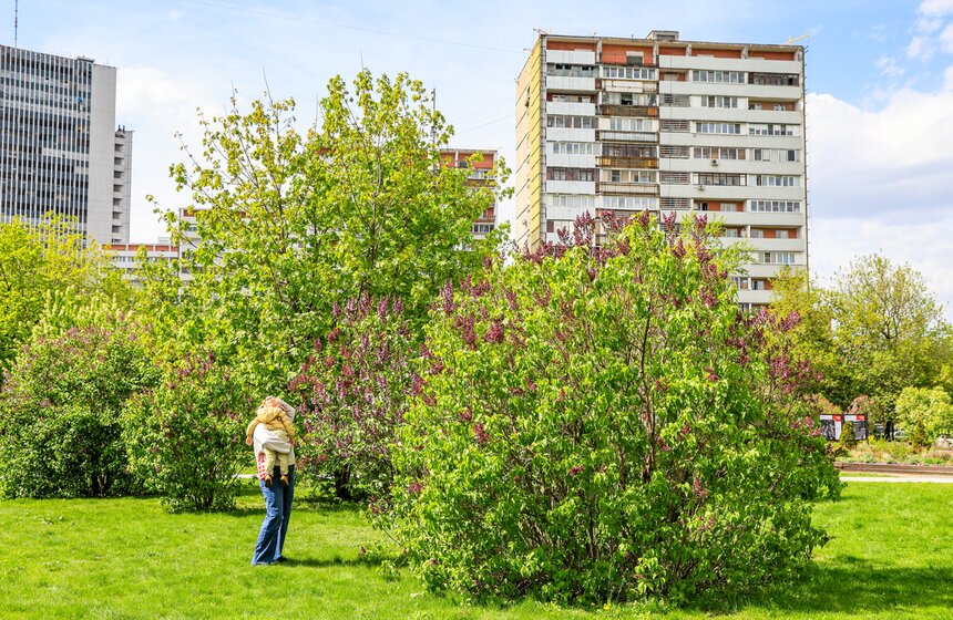 Сирень расцвела в Сиреневом саду на Щелковском шоссе 19 фото