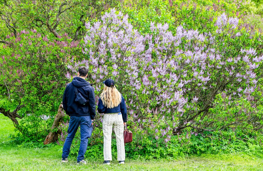 Сирень расцвела в Сиреневом саду на Щелковском шоссе 6 фото