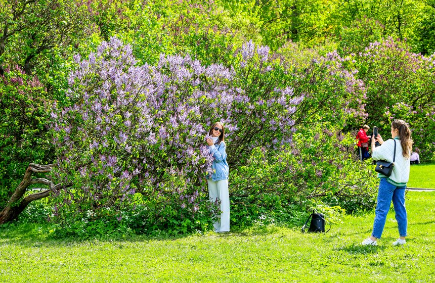 Сирень расцвела в Сиреневом саду на Щелковском шоссе 3 фото