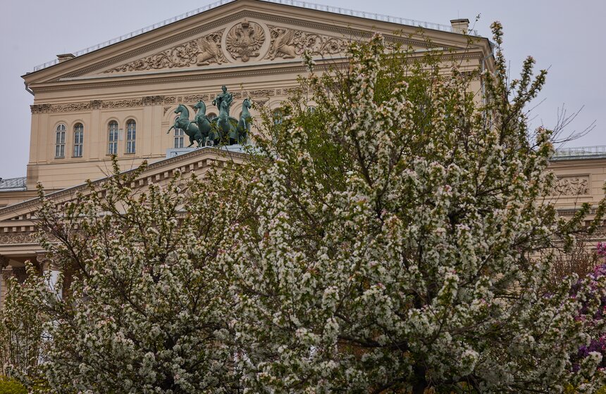 В Москве расцвели зеленые оазисы фестиваля "Сады и цветы" 10 фото