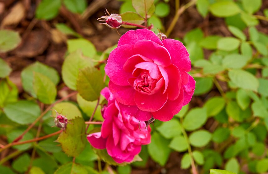 В Москве расцвели зеленые оазисы фестиваля "Сады и цветы" 22 фото