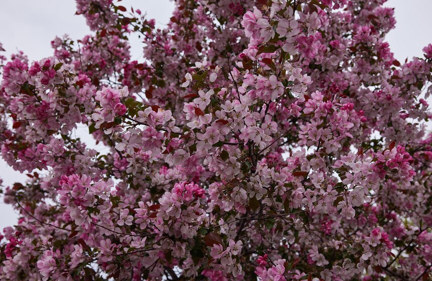 В Москве расцвели зеленые оазисы фестиваля "Сады и цветы" 11 фото