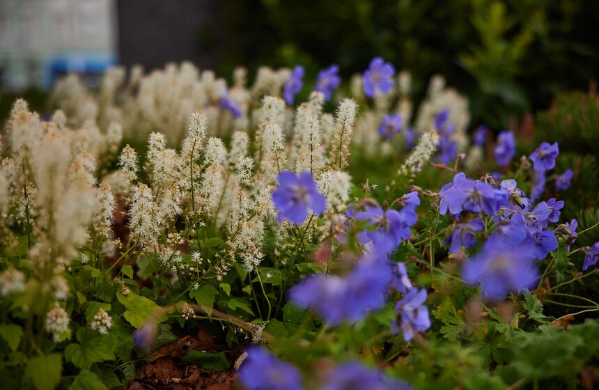 В Москве расцвели зеленые оазисы фестиваля "Сады и цветы" 6 фото