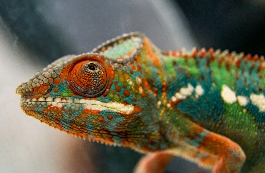 Выставка экзотических животных "ТерраМания" прошла в Москве 19 фото