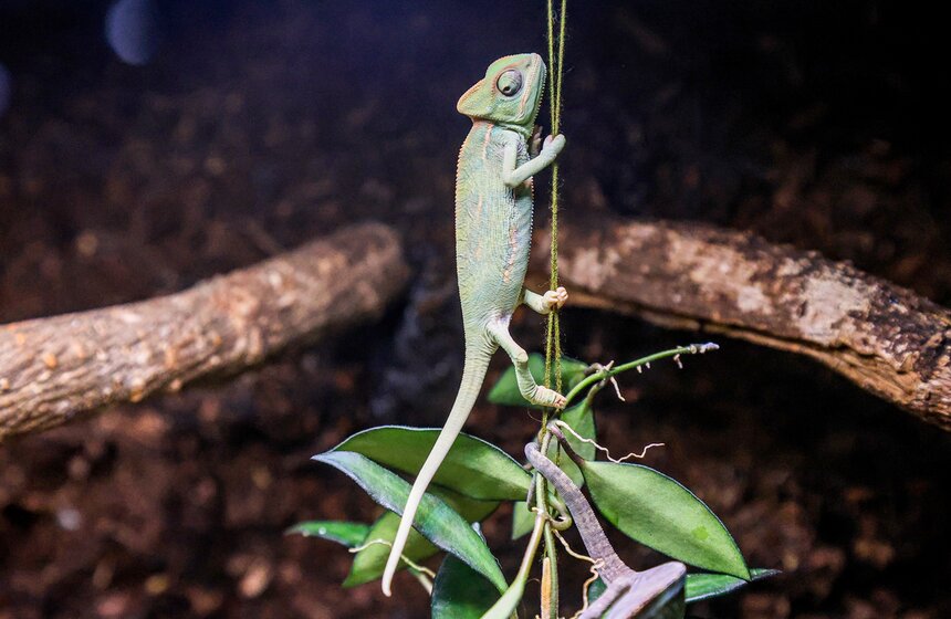 Выставка экзотических животных "ТерраМания" прошла в Москве 20 фото