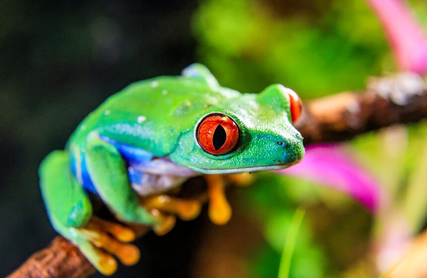 Выставка экзотических животных "ТерраМания" прошла в Москве 11 фото