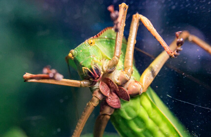 Выставка экзотических животных "ТерраМания" прошла в Москве 12 фото