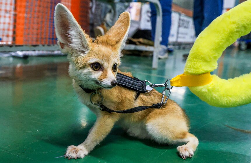 Выставка экзотических животных "ТерраМания" прошла в Москве 6 фото