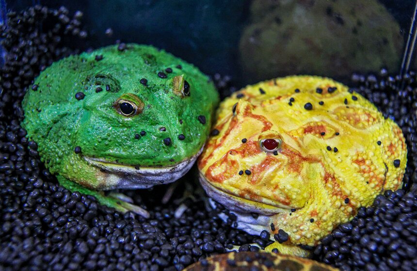 Выставка экзотических животных "ТерраМания" прошла в Москве 2 фото