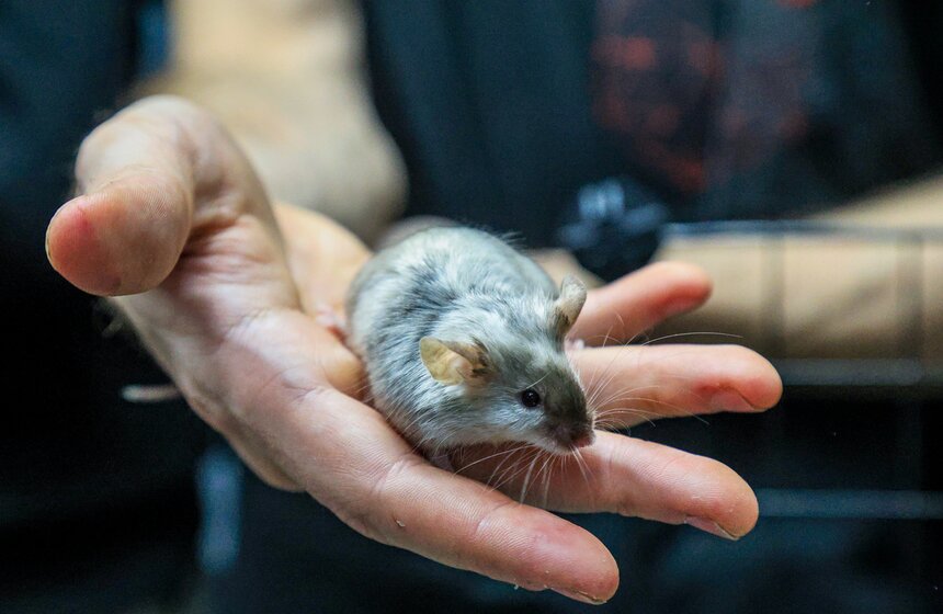 Выставка экзотических животных "ТерраМания" прошла в Москве 3 фото