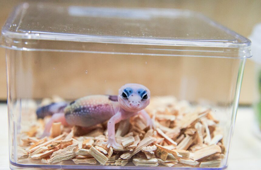 Выставка экзотических животных "ТерраМания" прошла в Москве 9 фото