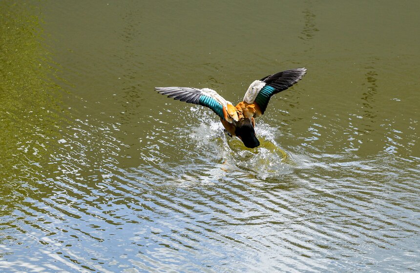 На водоемах Москвы установили плавучие домики для уток 4 фото
