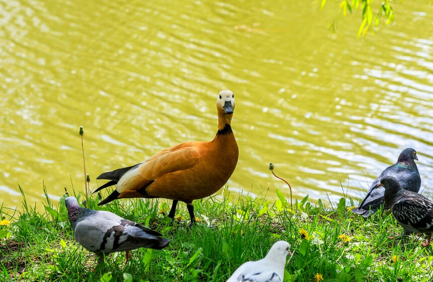 На водоемах Москвы установили плавучие домики для уток 19 фото