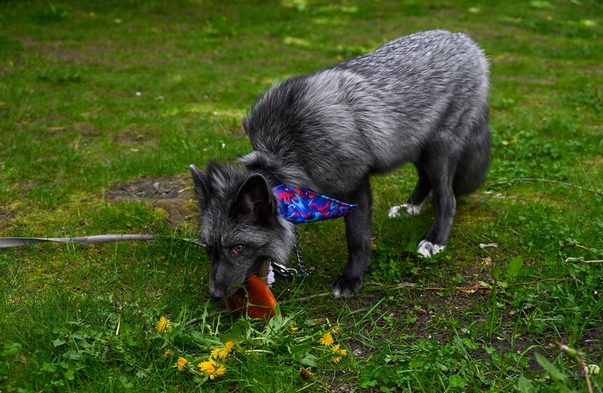 Первый день фестиваля "Лапки" завершился в Москве 19 фото