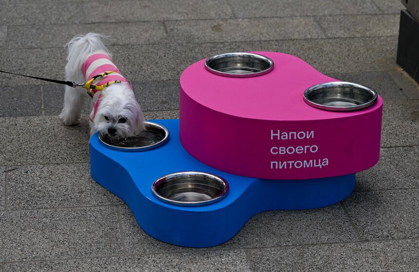 Первый день фестиваля "Лапки" завершился в Москве 5 фото