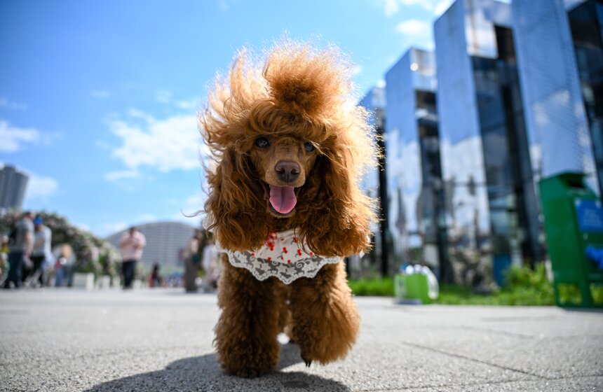 Первый день фестиваля "Лапки" завершился в Москве 27 фото