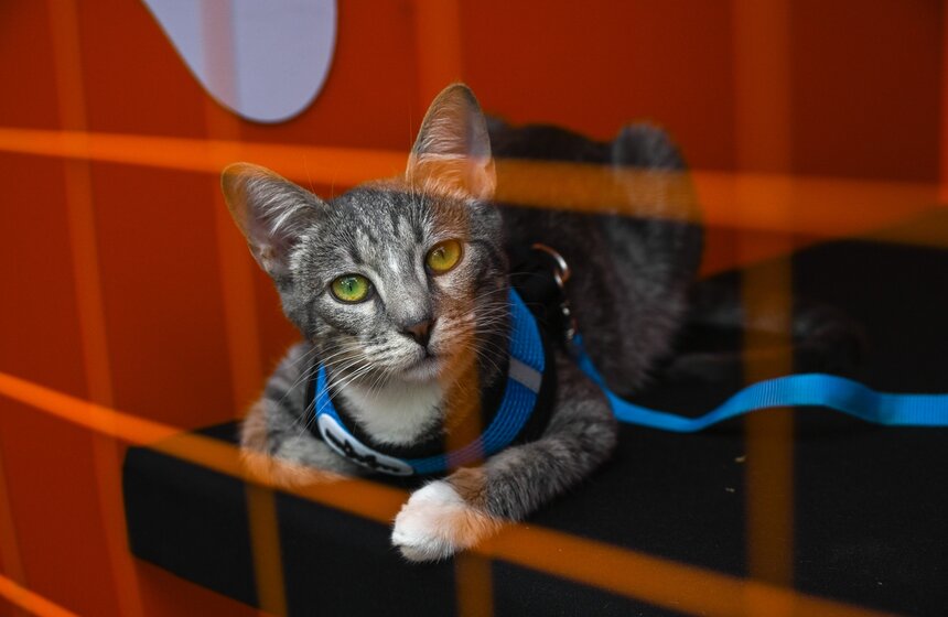 Первый день фестиваля "Лапки" завершился в Москве 22 фото