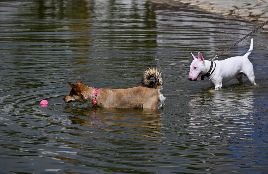 Первый день фестиваля "Лапки" завершился в Москве 25 фото