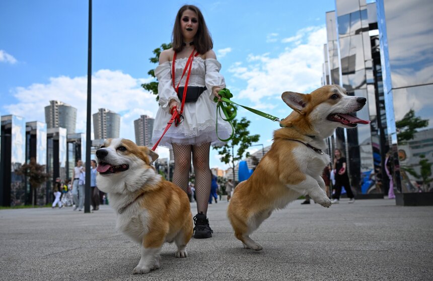 Первый день фестиваля "Лапки" завершился в Москве 26 фото