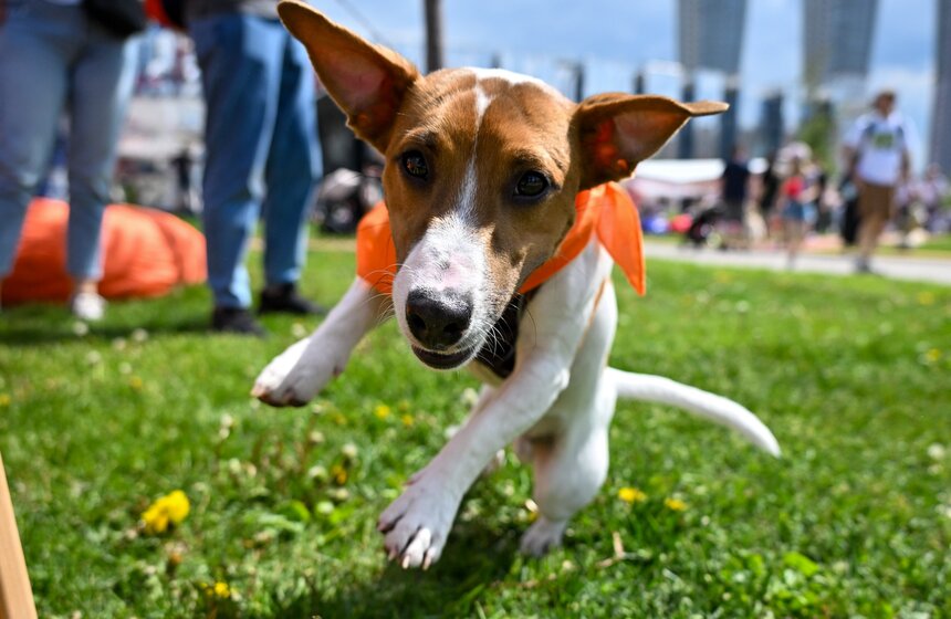 Первый день фестиваля "Лапки" завершился в Москве 2 фото